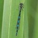 Coenagrion pulchellum female-190005